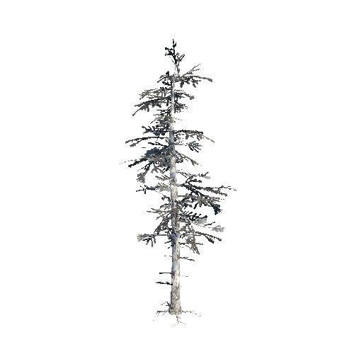 Fir_08_Dead_Forest Static_Snow